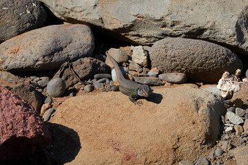 A lizard on Tamadite Beach, in the Anaga Massif. Tenerife. Canary Islands. Spain