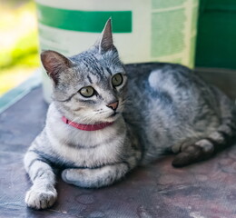 Gray cat with anti-flea collar close-up on the porch of the house in summer