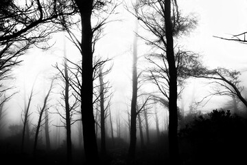 silhouette of trees in a fog
