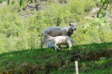 Obraz premium Sheep 