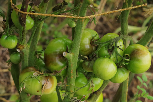 Tomates victimes du mildiou