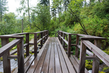 Wooden bridge in a rainy forest, after the rain between tall green trees