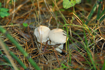mushrooms in the grass