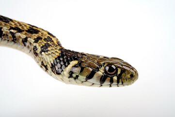 Checkered garter snake // Karierte Strumpfbandnatter (Thamnophis marcianus)