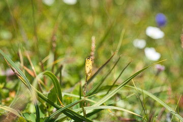 Gelber Alpen-Flechtenbär auf einer bergwiese am großglockner hohe tauern salzburg österreich
