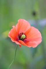 Red poppy flower in the garden