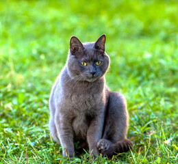 Gray cat breed British on the background of green grass closeup