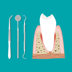 Dental instruments and Tooth. Teeth examination dentistry concept. 