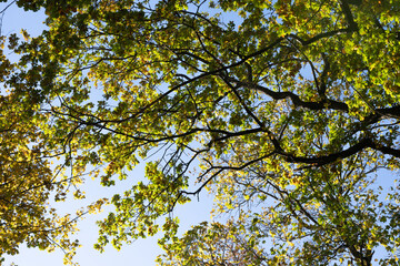 Autumn leaves in yellow, brown and green on trees in a deciduous forest in Germany on a bright and sunny day in October