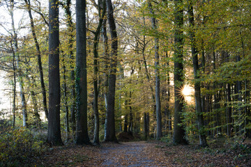 Fototapeta premium Autumn leaves in yellow, brown and green on trees in a deciduous forest in Germany on a bright and sunny day in October