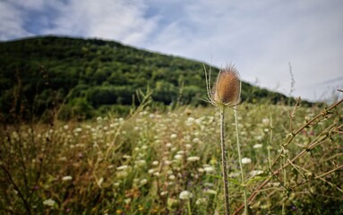 Distel