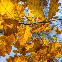Herbstlaub