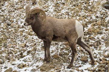 Colorado Rocky Mountain Bighorn Sheep