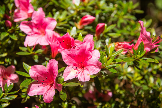 Vibrant Pink flower background. Rhododendron simsii plant