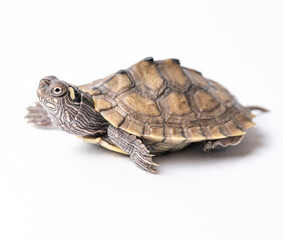 Ouchita Map Turtle Hatchling
