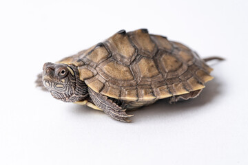 Ouchita Map Turtle Hatchling