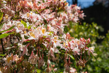 Western azalea (Rhododendron occidentale), botanical garden, San Francisco, California