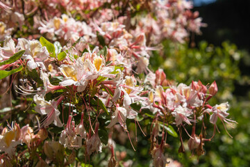 Western azalea (Rhododendron occidentale), botanical garden, San Francisco, California