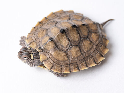 Ouchita Map Turtle Hatchling