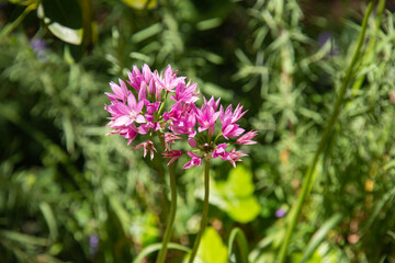 Allium dichlamydeum, costal onion, California Fushia, San Francisco, California