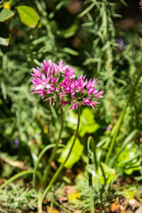 Allium dichlamydeum, costal onion, California Fushia, San Francisco, California