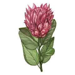 Watercolor bud of protea with leaves, lovely exotic flower