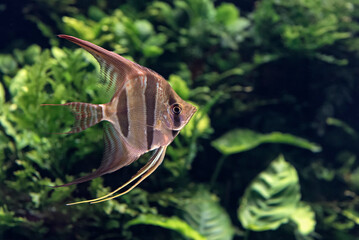 Angelfish in aquarium
