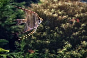 Fototapeta premium Angelfish in fish tank
