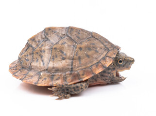Loggerhead Musk Turtle hatchling
