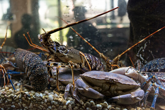 Crabs and lobsters in a restaurant tank