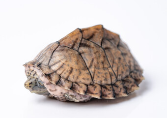 Loggerhead Musk Turtle hatchling