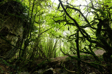 Mossy dense temperate forest