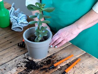 A woman prepares and transplants houseplants. The concept of a green garden in a residential building.
