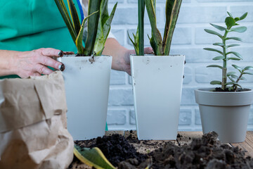 A woman prepares and transplants houseplants. The concept of a green garden in a residential...