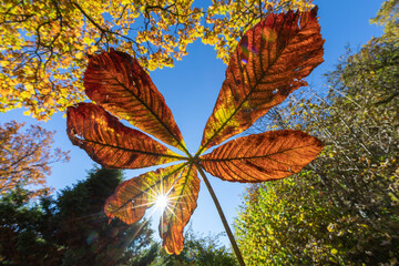 Kastanienblatt im Herbst mit Sonne