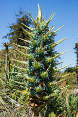 Chilean Puya berteroniana, botanical garden, San Francisco, California, U. S. A. 