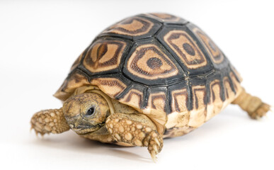 Baby Sulcatta Tortoise 