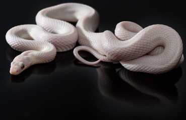 Leucistic black rat snake 