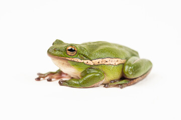 Green Tree Frog