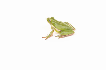 Green Tree Frog