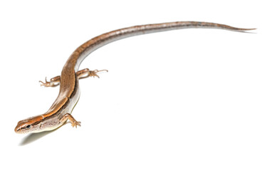 Ground skink