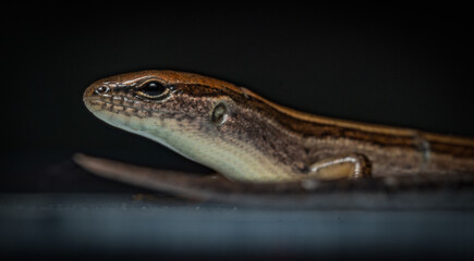 Ground skink