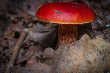 Red mushroom 