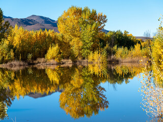 Autumn colored trees reflections in a pond near Reno Nevada