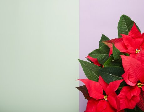 Red Poinsettias flower in a pot on colorful background
