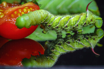 Tobacco Horned Worm