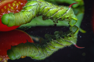 Tobacco Horned Worm