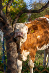 cow rubbing their face to tree trunk 