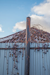 Frozen branches of the black-fruited mountain ash hang on a metal fence