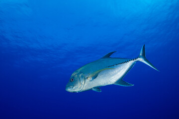 A black jack shot against the deep blue water of its home in the Cayman Islands. This guy was pictured off Bloody Bay Wall in Little Cayman